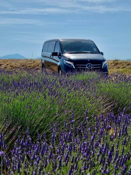 Visite des champs de Lavande à Valensole en taxi ou chauffeur privé